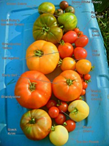 Diagram of Heirloom Tomatoes taken from Wikipedia